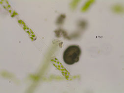 Image of Woronichinia naegeliana