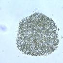 Image of Microcystis flos-aquae