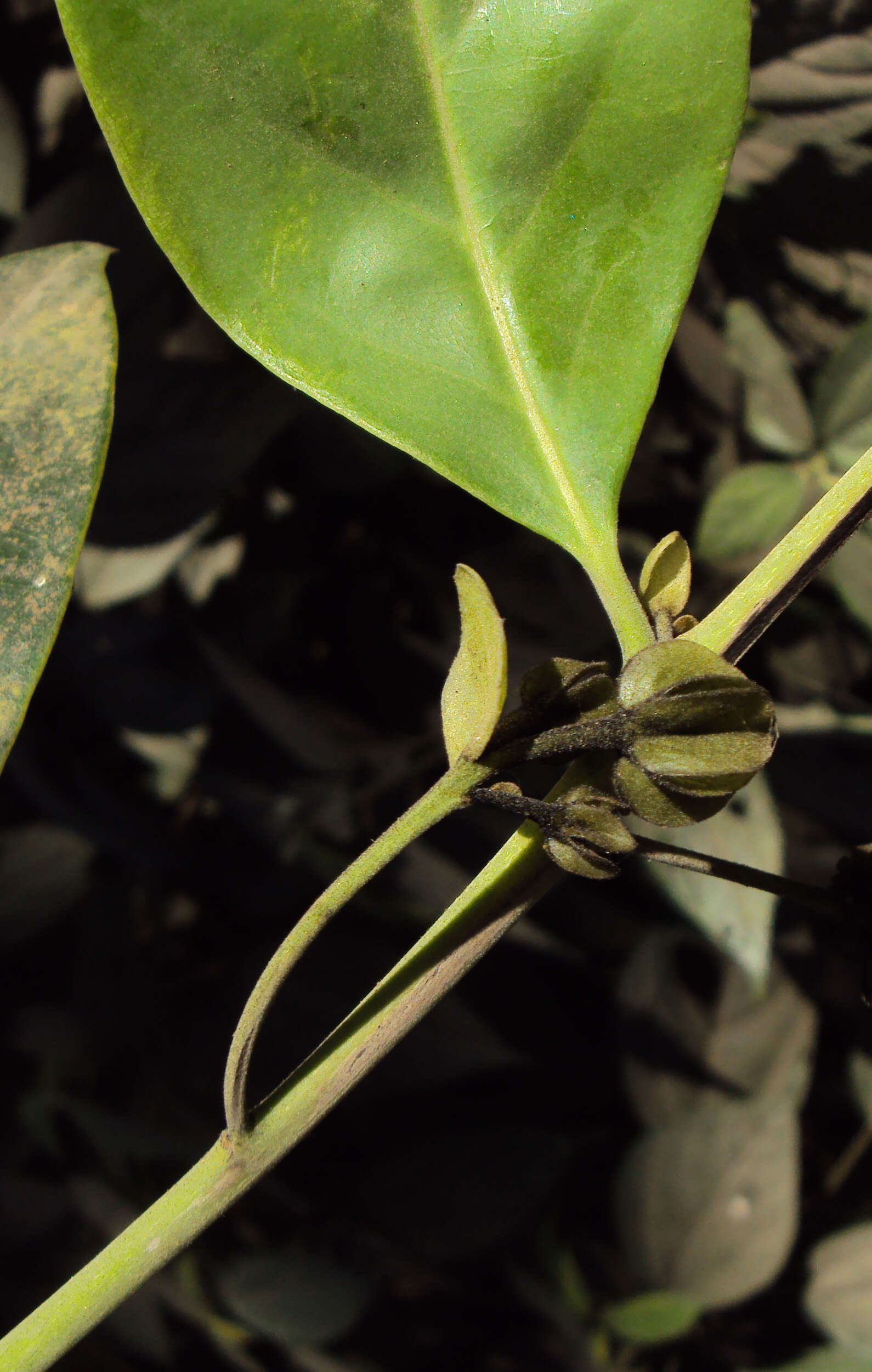 Sivun Diospyros paniculata Dalzell kuva