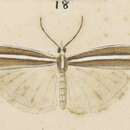 Imagem de Orocrambus dicrenellus Meyrick 1882