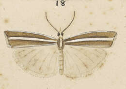 Imagem de Orocrambus dicrenellus Meyrick 1882