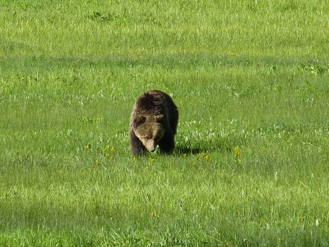 18.https www inaturalist org photos 43180.580x360