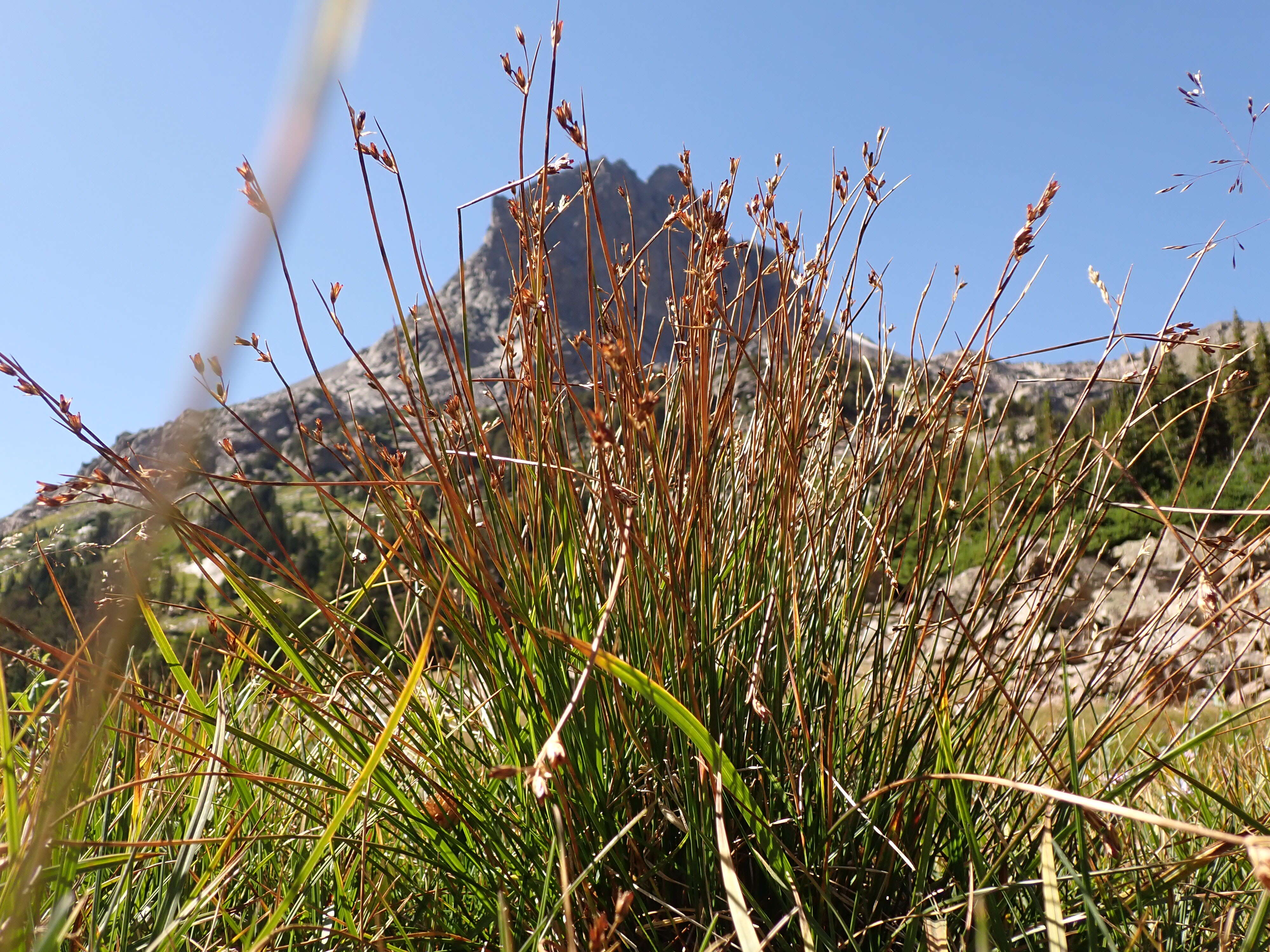 Слика од Juncus drummondii E. Mey.