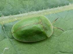 Image of thistle tortoise beetle