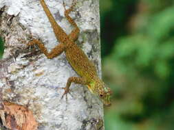 Image de Anolis distichus Cope 1861