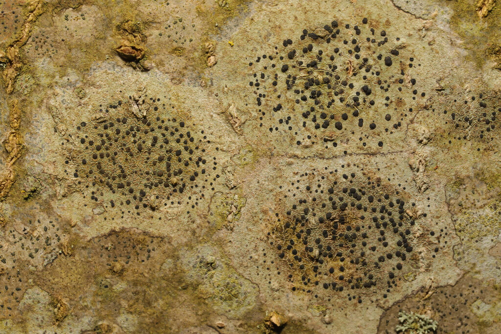 Image of lecidella lichen