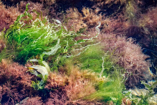 Image of toothed wrack