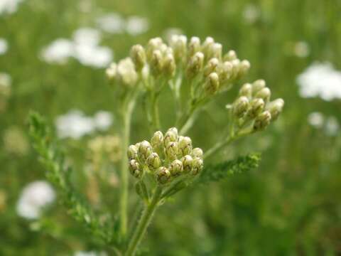 Image of Achillea collina J. Becker ex Rchb.