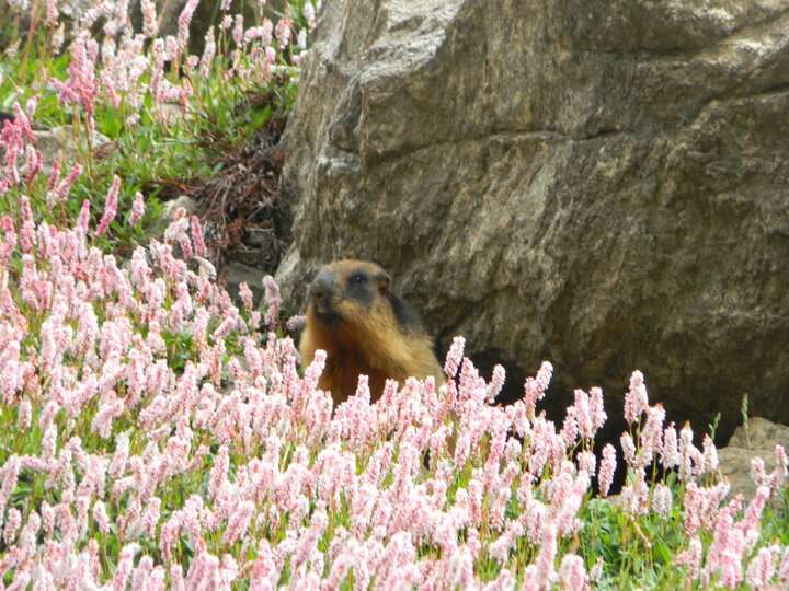 Imagem de Marmota caudata (Geoffroy 1844)