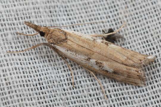 Image of Orocrambus vulgaris Butler 1877