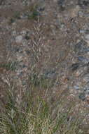 Image of alpine fescue