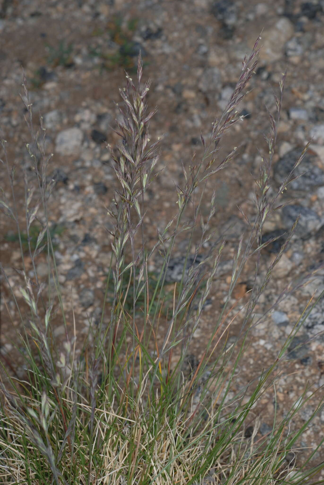 Image of alpine fescue