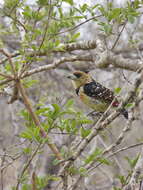 Image of Crested Barbet