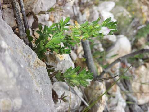 Ononis reclinata L.的圖片