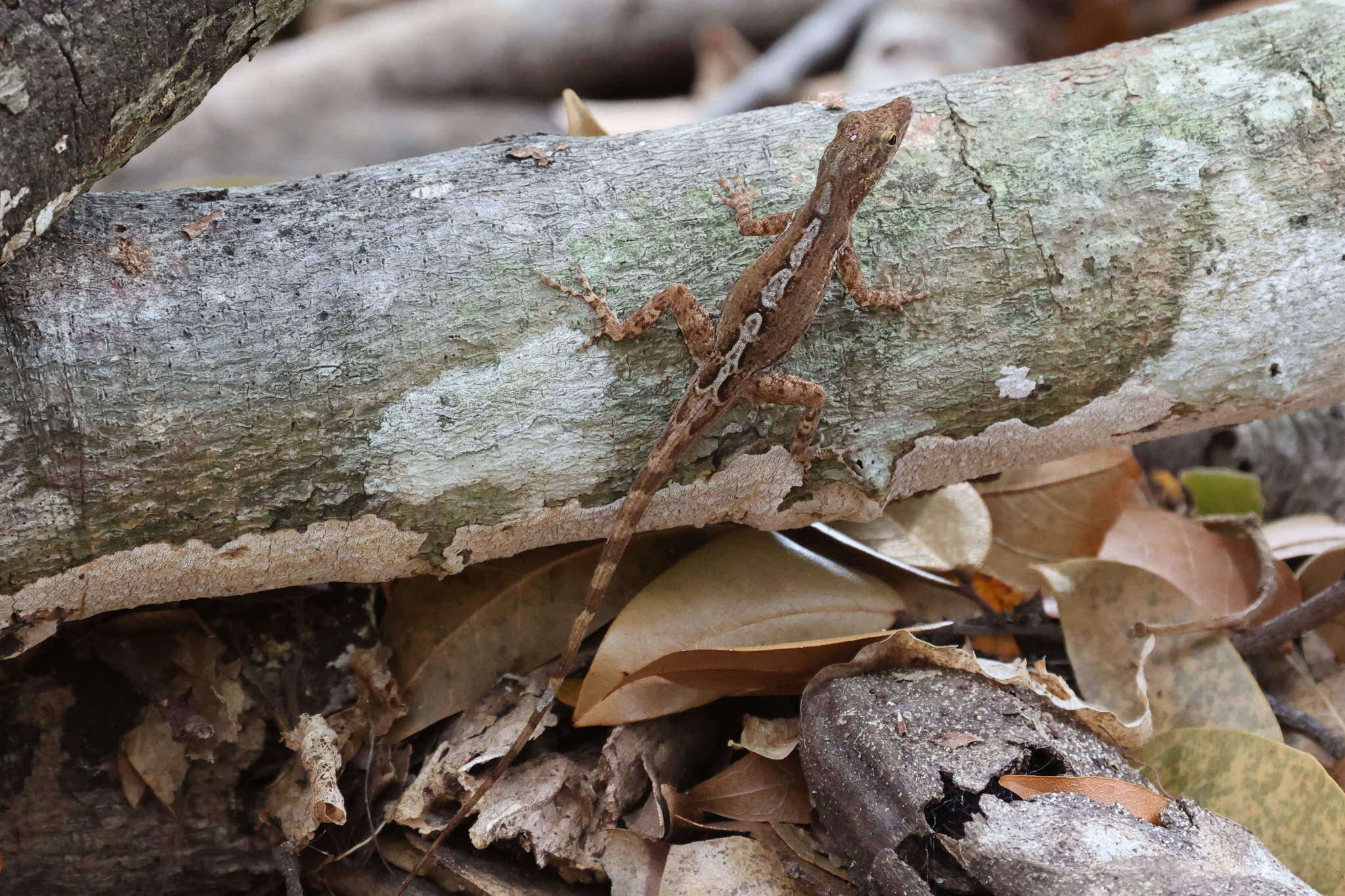 Image of Leopard Anole