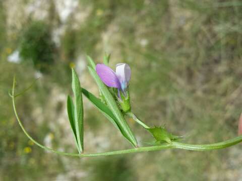 Image of Bithynian vetch