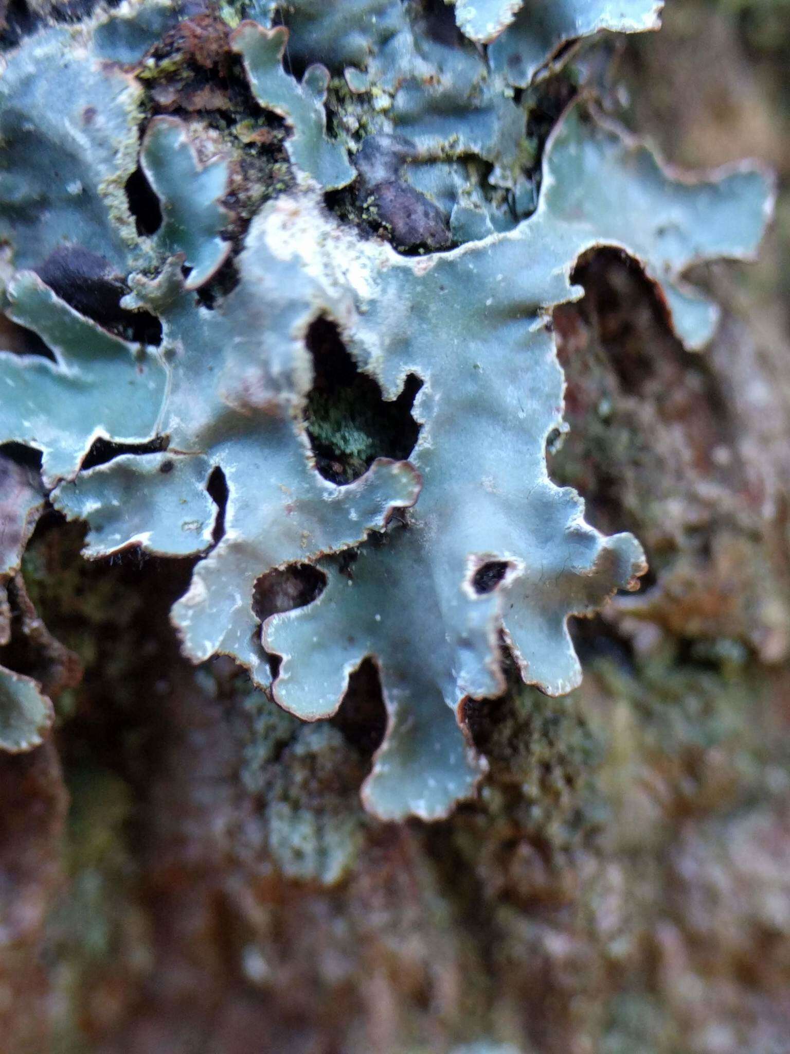 Image of Hammered shield lichen