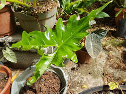 Image of Alocasia nycteris Medecilo, G. C. Yao & Madulid