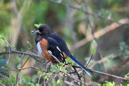 Image of Eastern Towhee