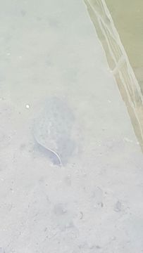 Image of California Butterfly Ray