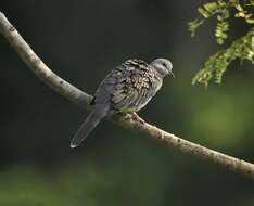 Image of Pink-spotted Fruit Dove