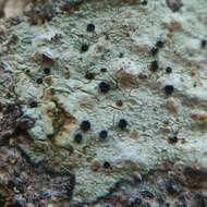 Image of lecidella lichen