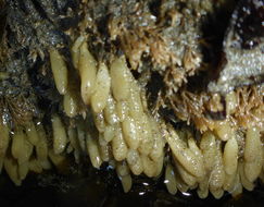 Image of Stalked Vase Sponge