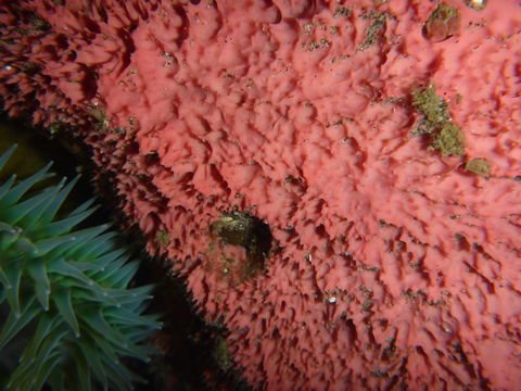 Image of Aplysilla glacialis (Merejkowsky 1878)