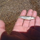 Image of Fundulus catenatus (Storer 1846)