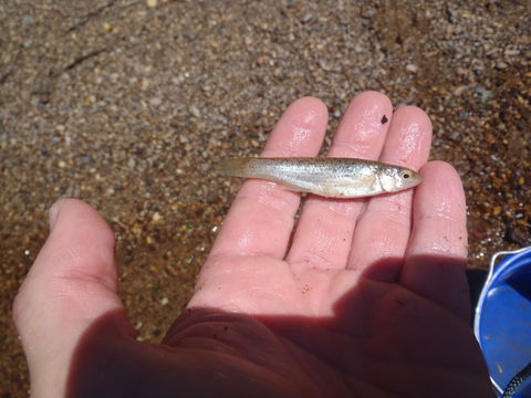 Image of Fundulus catenatus (Storer 1846)