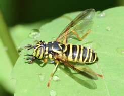 Image of Eastern Hornet Fly