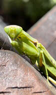 Image of Giant Asian Mantis