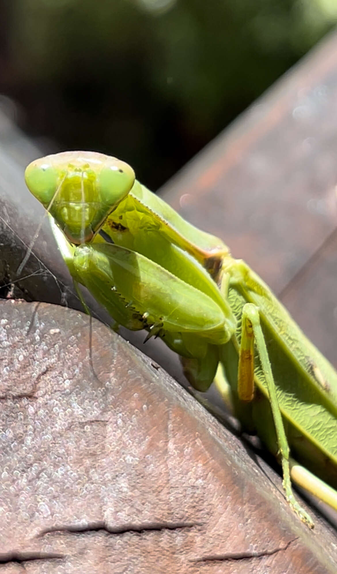 Image of Giant Asian Mantis