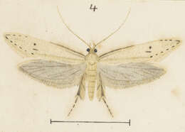 Image of Prothinodes lutata Meyrick 1914