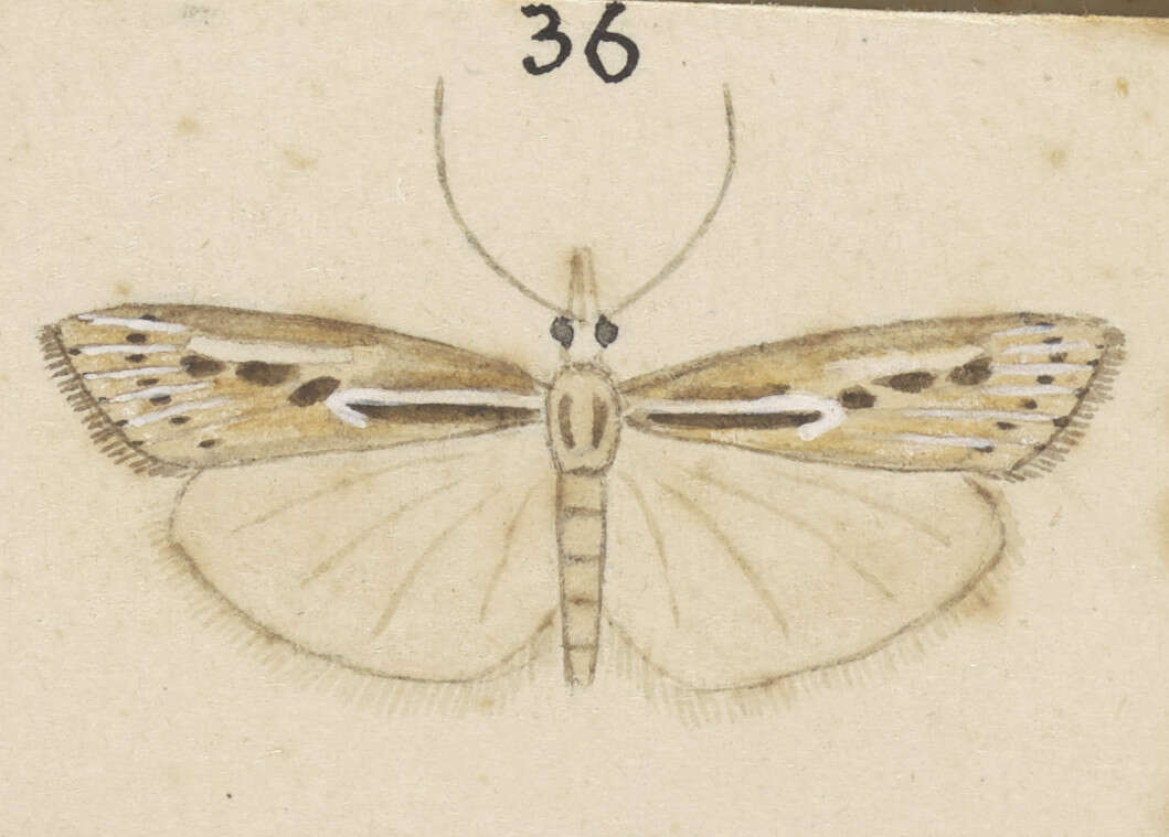 Image of Orocrambus harpophorus Meyrick 1882