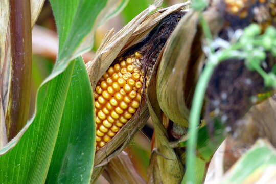 Image of corn