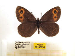 Image of Erebia niphonica Janson 1877