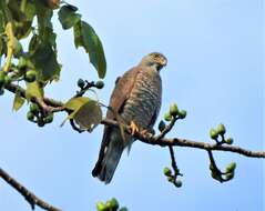 Image of Grey-faced Buzzard