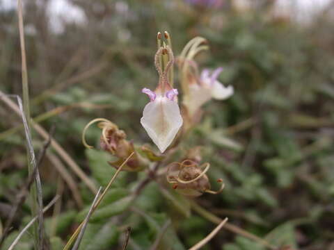 Image of yellow germander