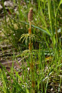 Imagem de Equisetum sylvaticum L.