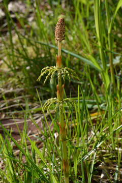 Imagem de Equisetum sylvaticum L.