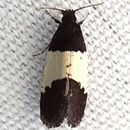 Image de <i>Kearfottia albifasciella</i>