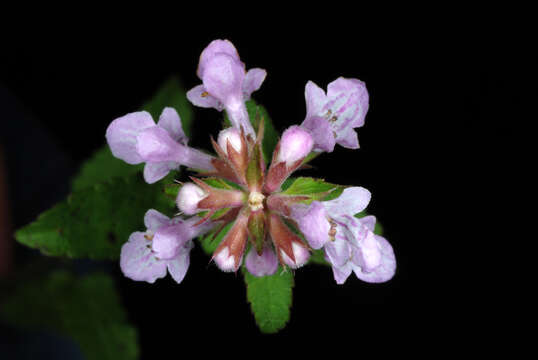 Слика од Stachys floridana Shuttlew. ex Benth.