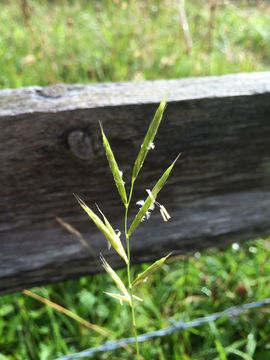 Image of <i>Brachypodium pinnatum</i>