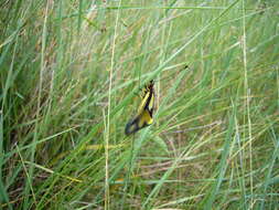 Image of Owly sulphur