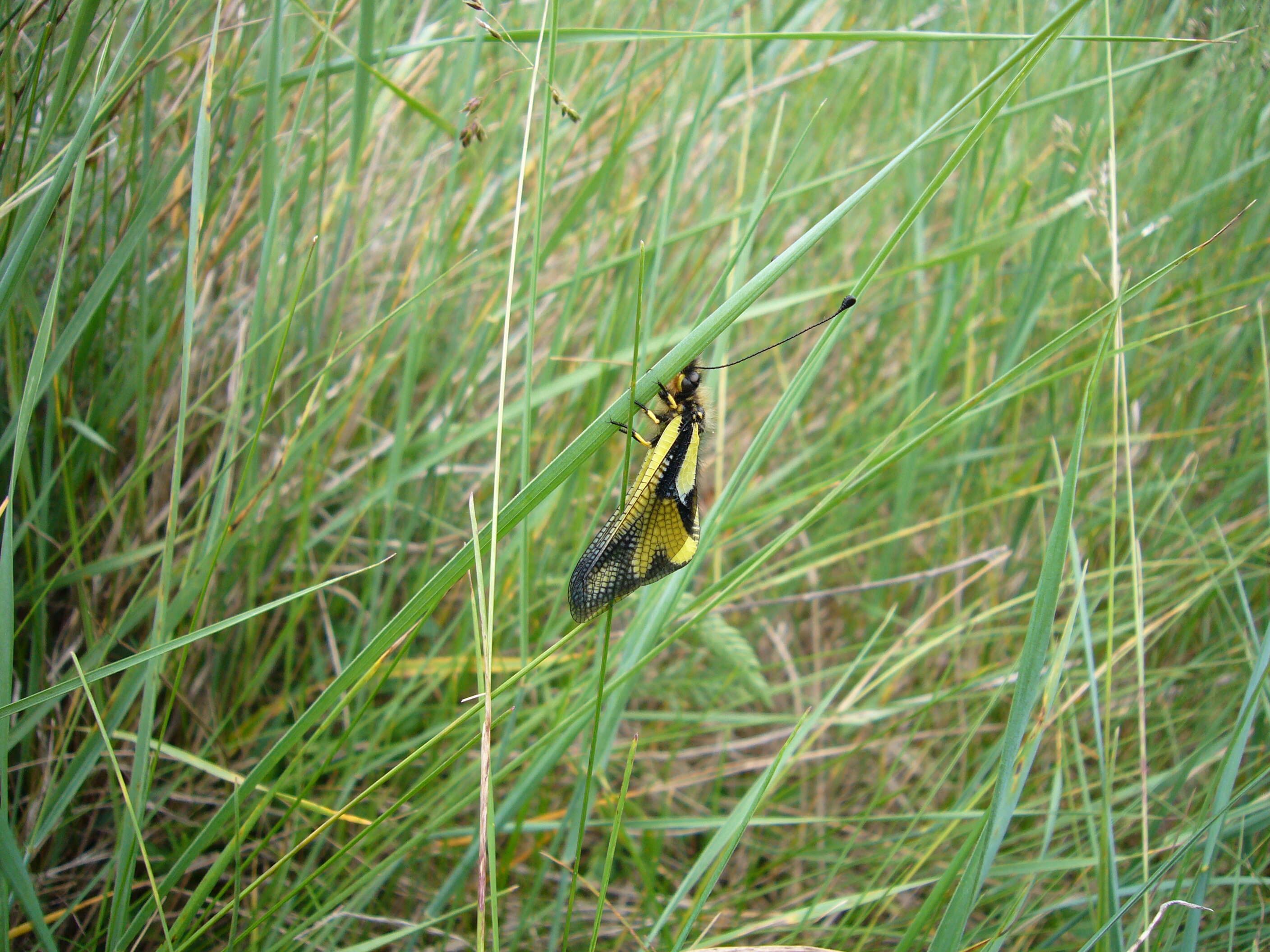 Image of Owly sulphur