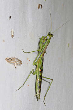 Image of African praying mantis