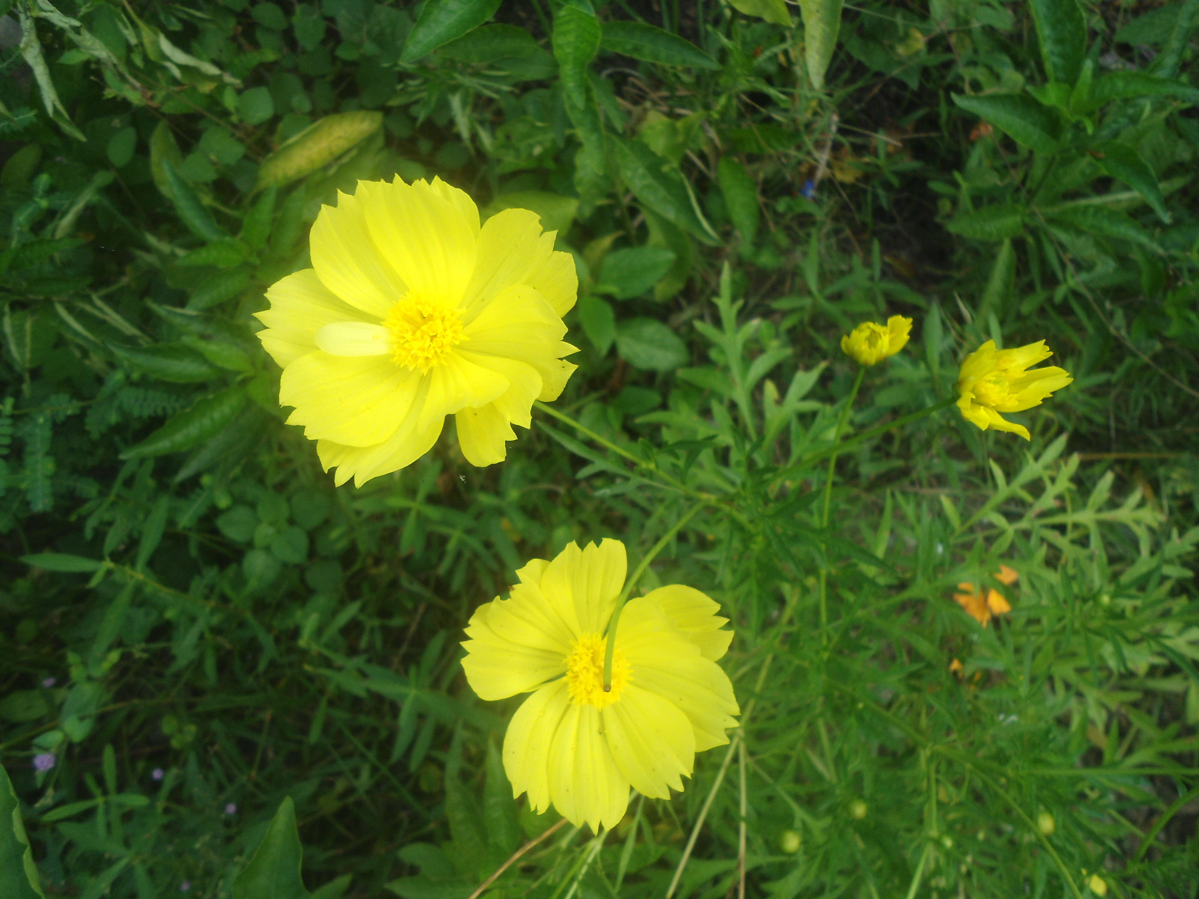 Image of sulphur cosmos