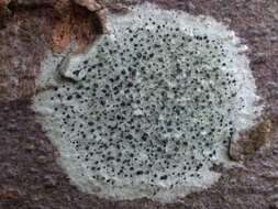 Image of lecidella lichen