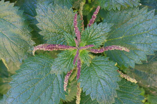 Image de Urtica membranacea Poir.